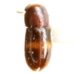 Orthocis transversatus