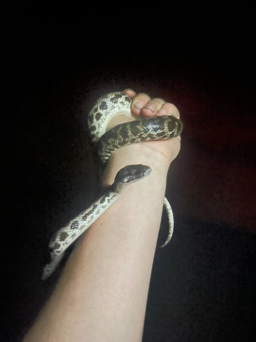 Spotted Python sighting