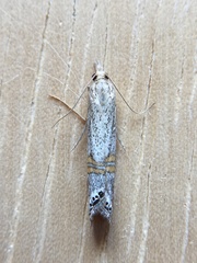 Euchromius californicalis