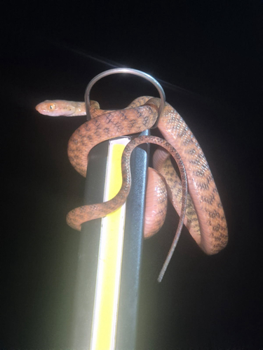 Brown Tree Snake sighting