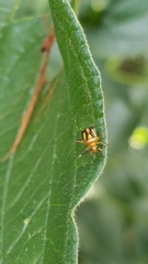 Horciasinus signoreti