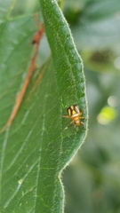 Horciasinus signoreti