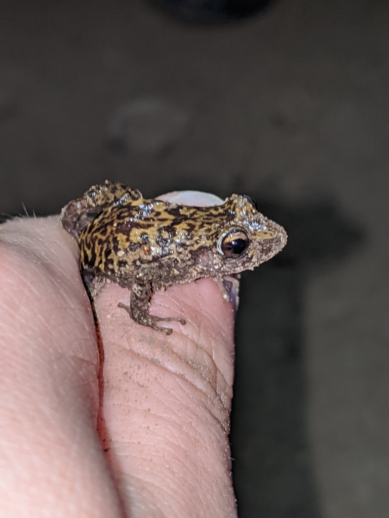 Guanahacabibes Frog