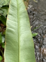 Elaphoglossum macropodium