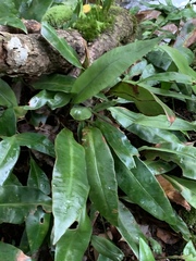Elaphoglossum macropodium