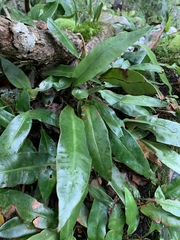 Elaphoglossum macropodium