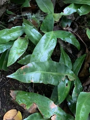 Elaphoglossum macropodium