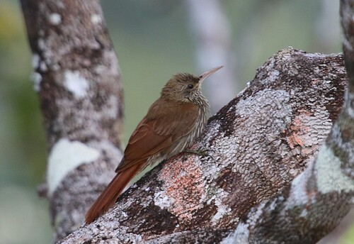 Lepidocolaptes fuscicapillus layardi