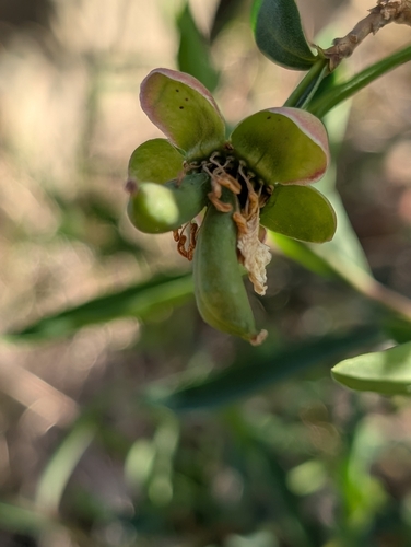 catalina crossosoma (Crossosoma californicum)