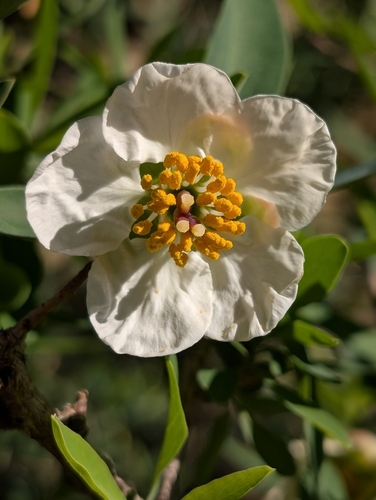Crossosoma californicum, photograph 2