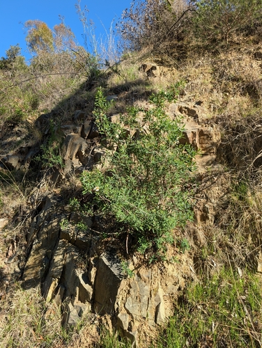 Crossosoma californicum, photograph 3