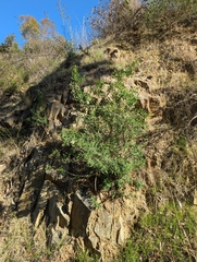 Crossosoma californicum, photograph (c) Aaron Kreisberg, some rights reserved (CC BY)
