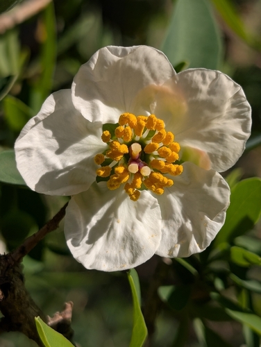 Crossosoma californicum, photograph 4