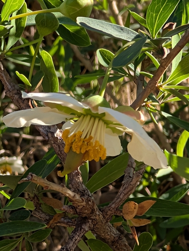 Crossosoma californicum, photograph 5