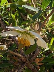 Crossosoma californicum, photograph (c) Aaron Kreisberg, some rights reserved (CC BY)