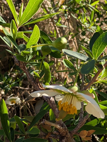 Crossosoma californicum, photograph 6