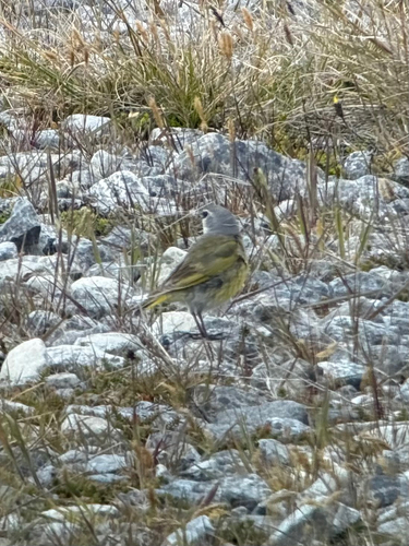 White-bridled Finch (Melanodera melanodera), photo 7