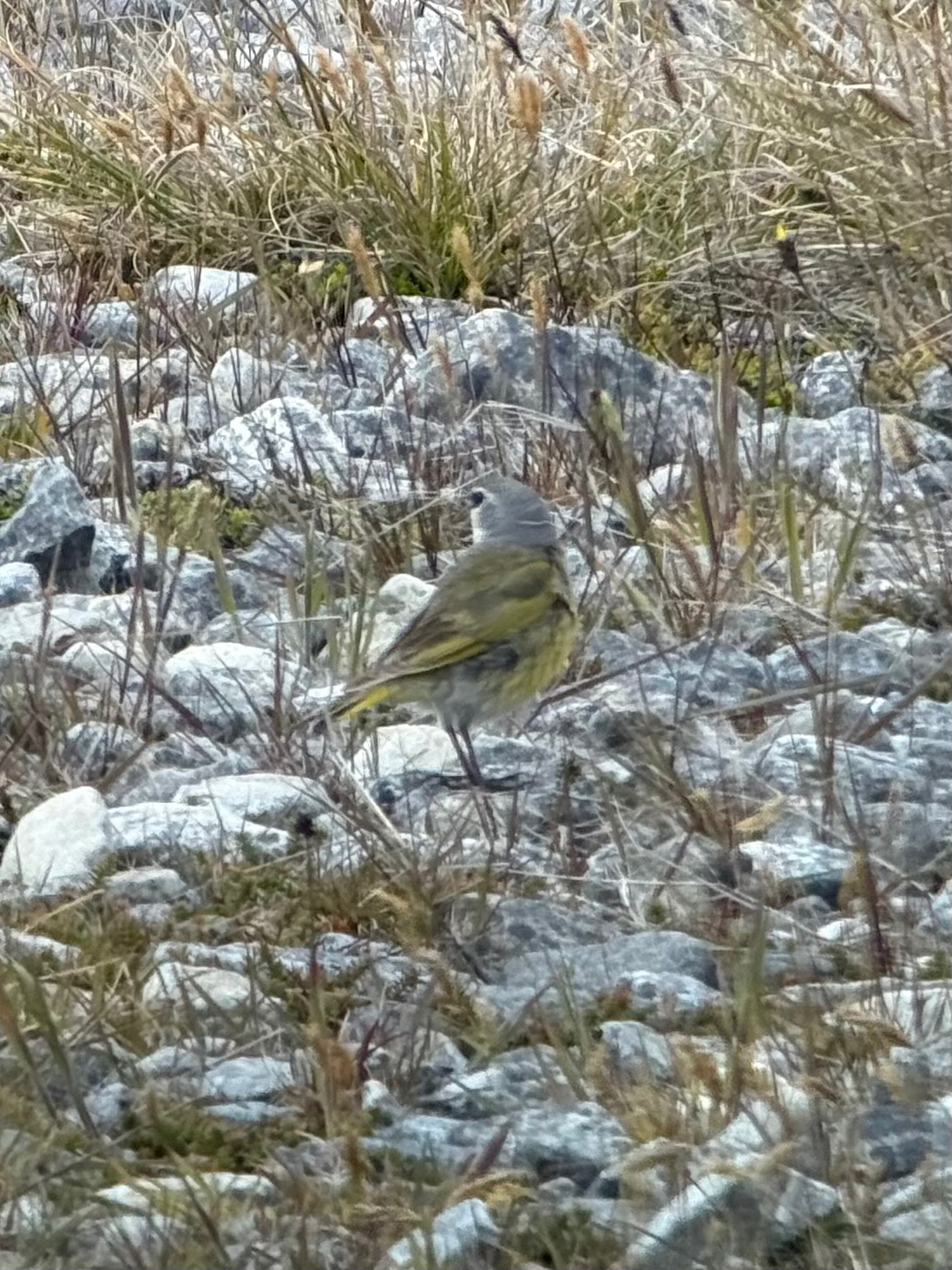 White-bridled Finch (Melanodera melanodera), photo 7