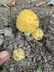 Amanita flavella