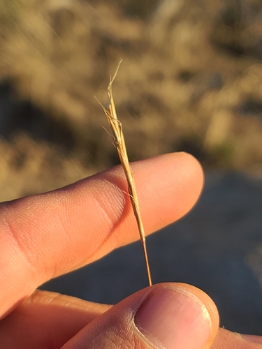 Texas Bluestem (Schizachyrium cirratum)