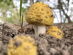 Amanita flavella