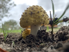 Amanita flavella