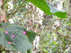 Phyllomyias