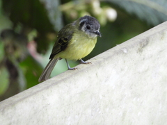 Phyllomyias