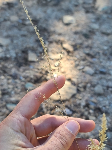 Muhlenbergia tricholepis, 2025-12-19