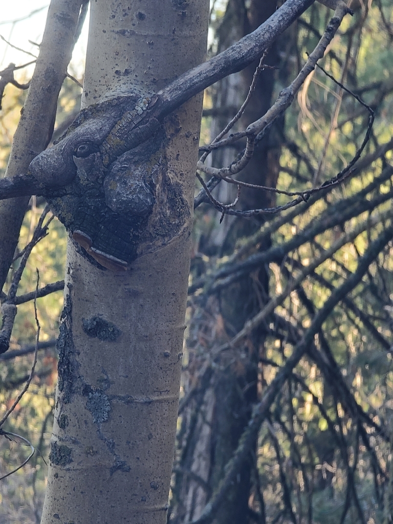 Phellinus tremulae · December 2025 · photo: © gambolingquail (iNaturalist, cc0)