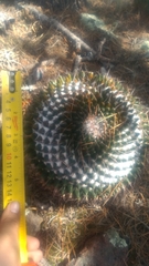 Mammillaria orcuttii