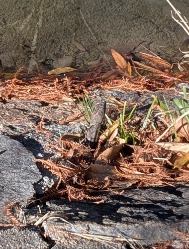 Northern Water Snake