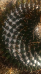Mammillaria orcuttii