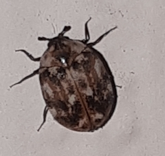 Anthrenus picturatus