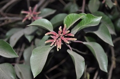 Rhus integrifolia × ovata