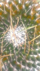 Mammillaria orcuttii