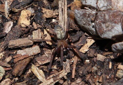 Photo of South American Toothed Hacklemesh Weaver (Metaltella simoni)