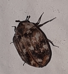 Anthrenus picturatus