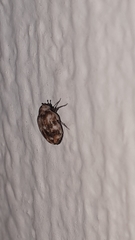 Anthrenus picturatus