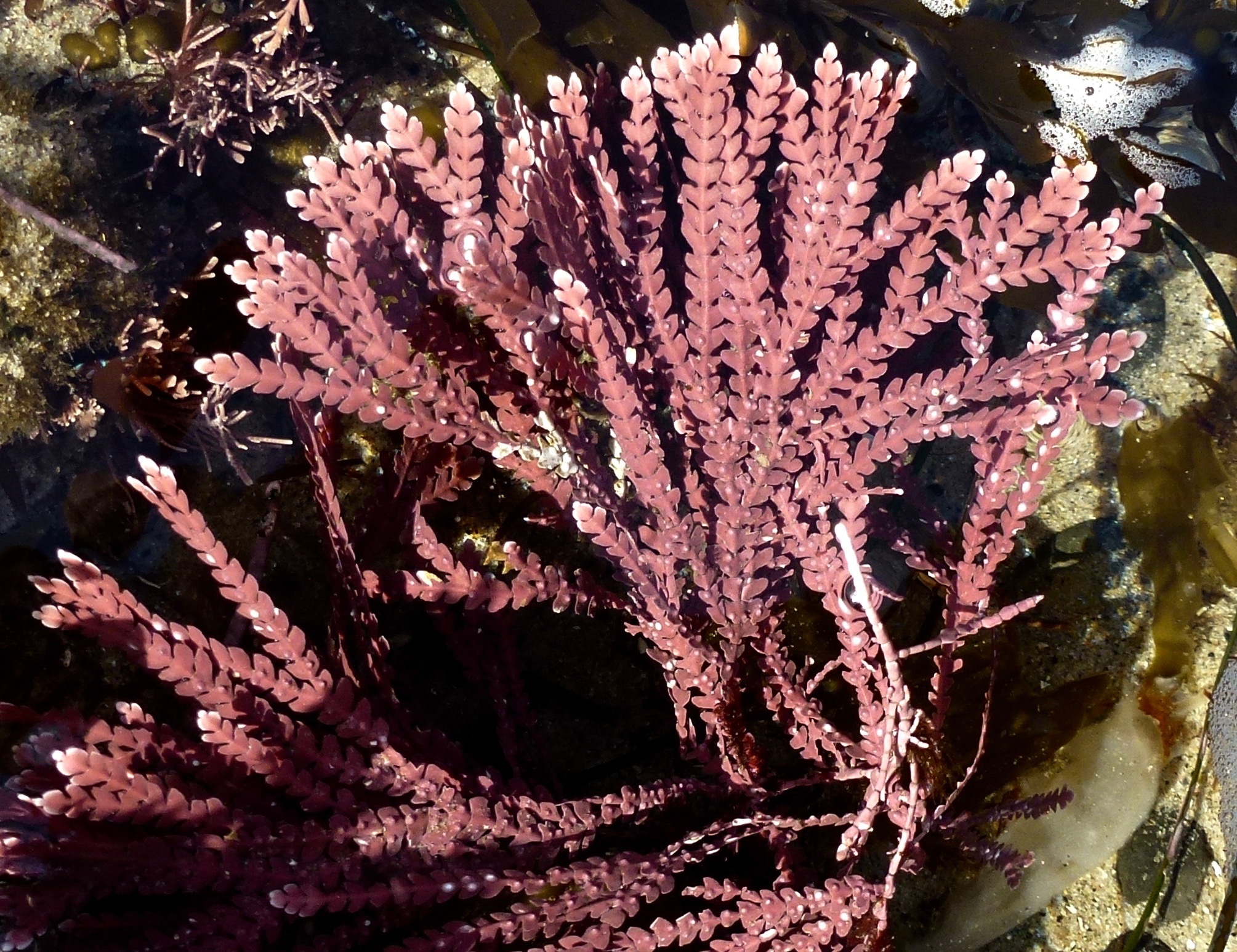 Bossiella orbigniana