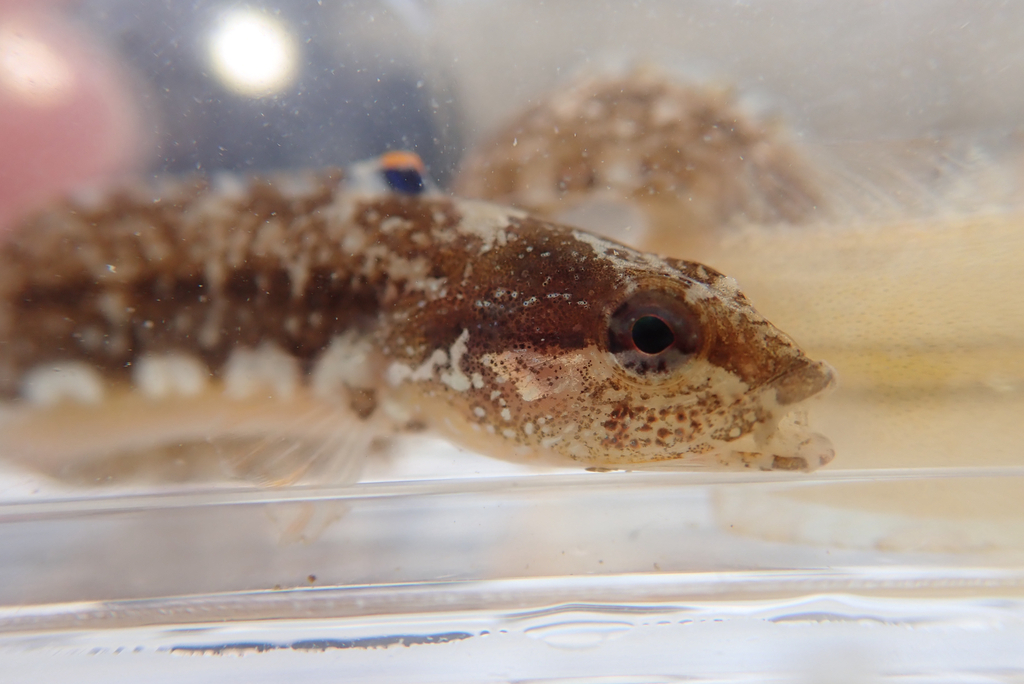 Nipponic Kissing Eelpout