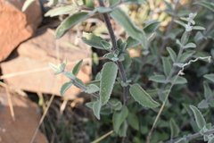 Condea