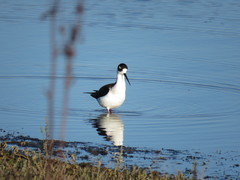 Himantopus mexicanus mexicanus