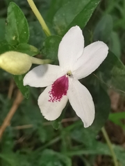 Pseuderanthemum bicolor
