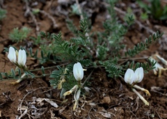 Astragalus neokarelinianus