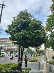 Stelechocarpus burahol