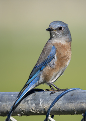 Western Bluebird photo 5