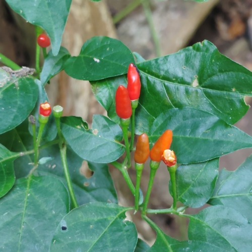 Tabasco Pepper (Capsicum frutescens)