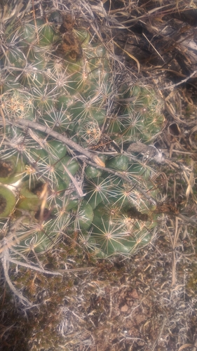 Coryphantha maliterrarum