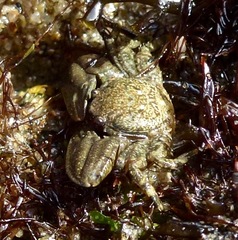 Porcellanidae